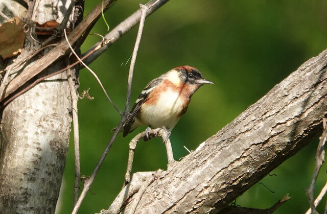 Bay-breasted Warbler