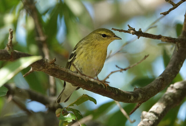 Blackpoll Warbler