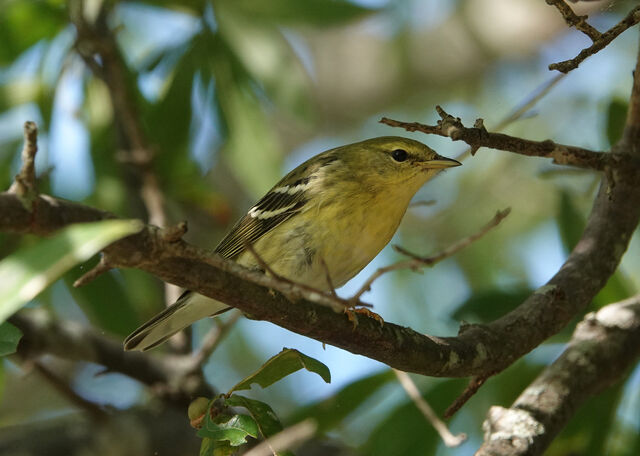 Blackpoll Warbler