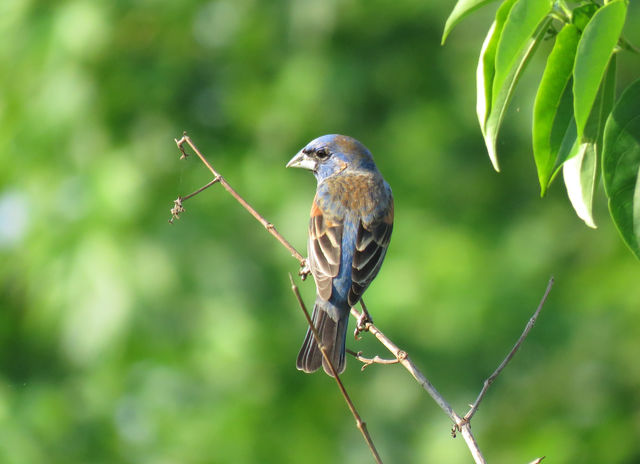 Blue Grosbeak