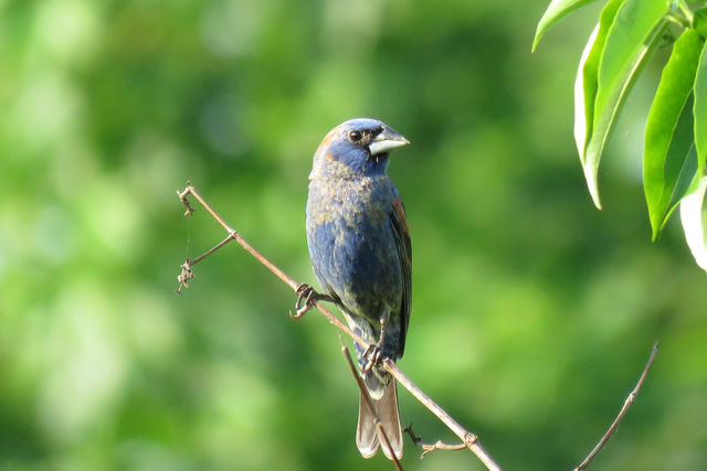 Blue Grosbeak