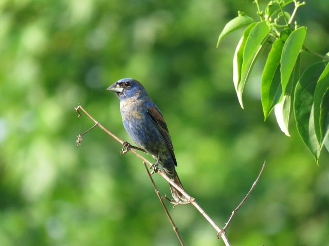 Blue Grosbeak