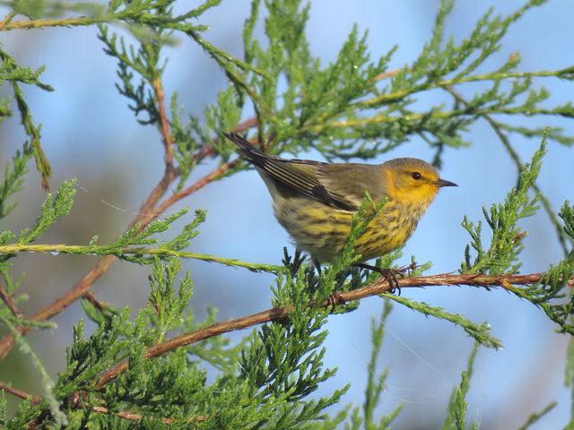 Cape May Warbler