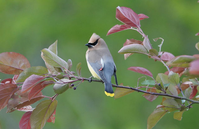 Cedar Waxwing