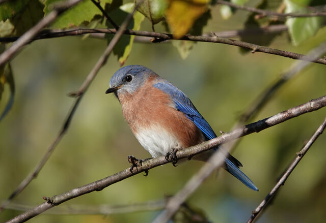 Eastern Bluebird