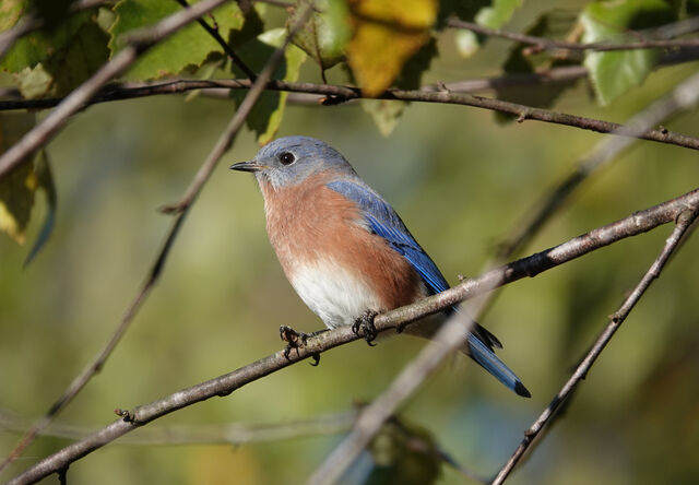 Eastern Bluebird