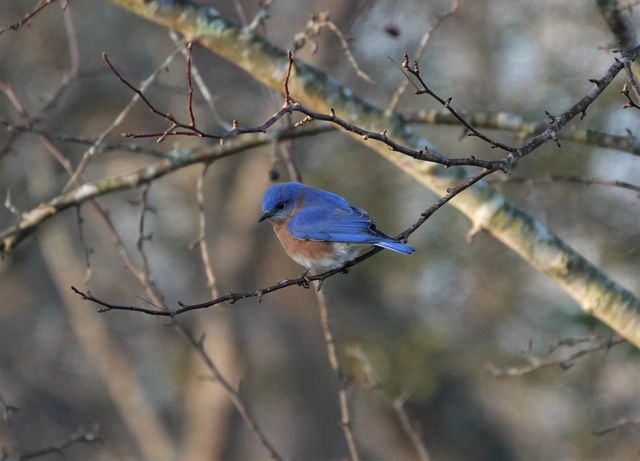 Eastern Bluebird