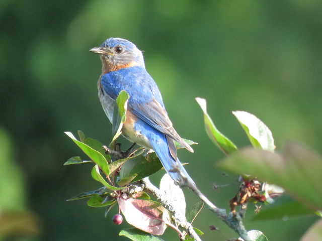 Eastern Bluebird