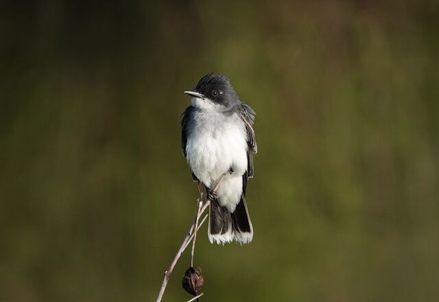 Eastern Kingbird