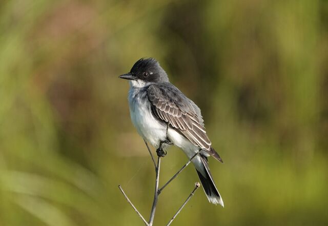 Eastern Kingbird