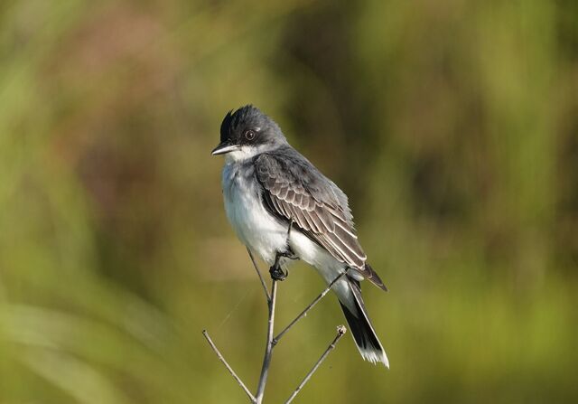 Eastern Kingbird