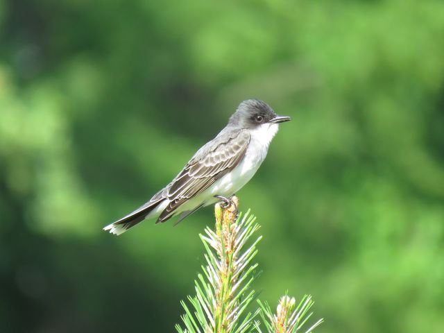 Eastern Kingbird