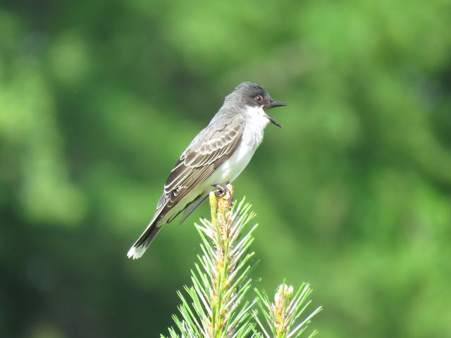 Eastern Kingbird