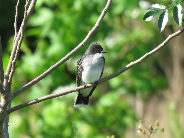 Eastern Kingbird