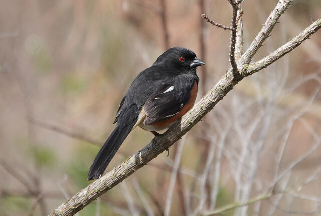 Eastern Towhee