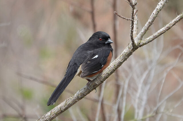 Eastern Towhee