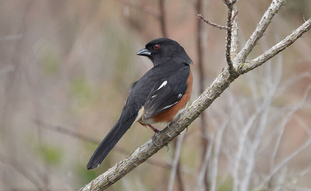 Eastern Towhee