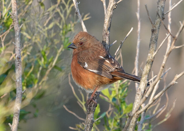 Eastern Towhee