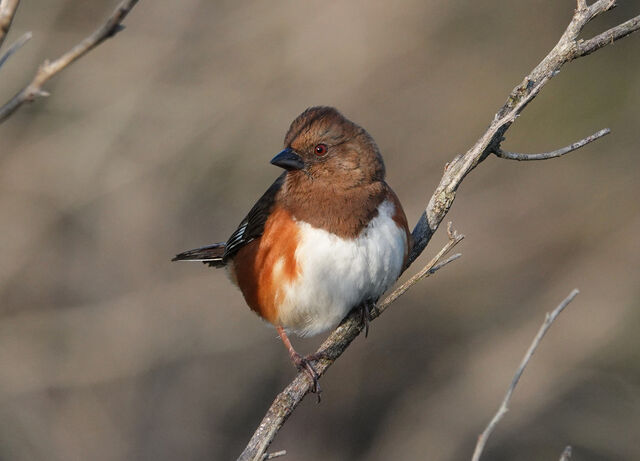 Eastern Towhee