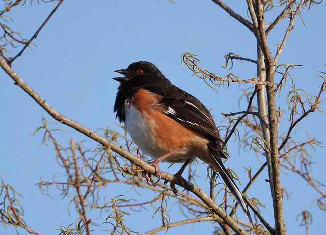 Eastern Towhee