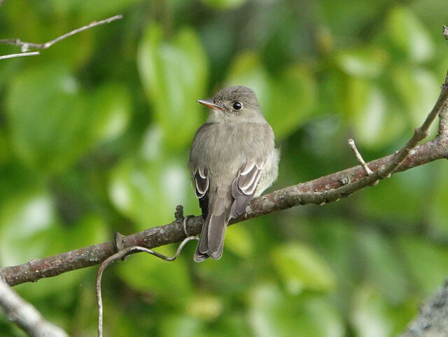 Eastern Wood-Pewee