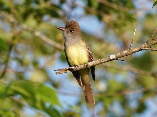 Great Crested Flycatcher