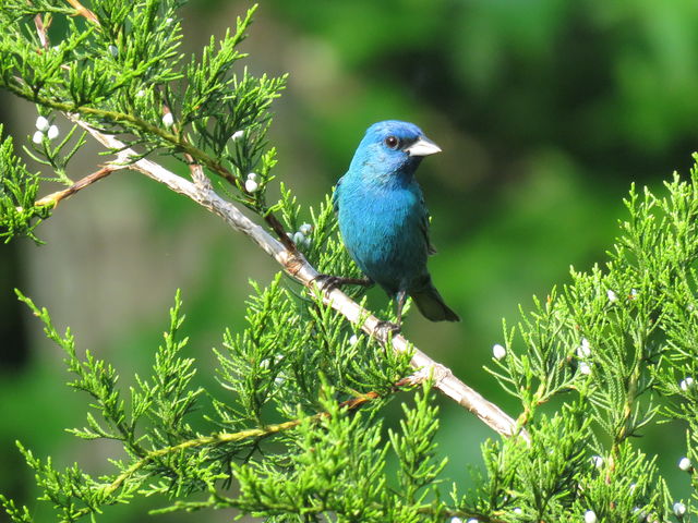 Indigo Bunting