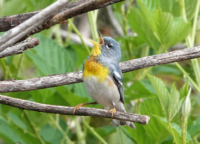 Northern Parula