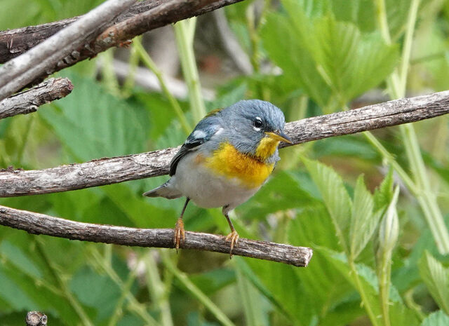 Northern Parula