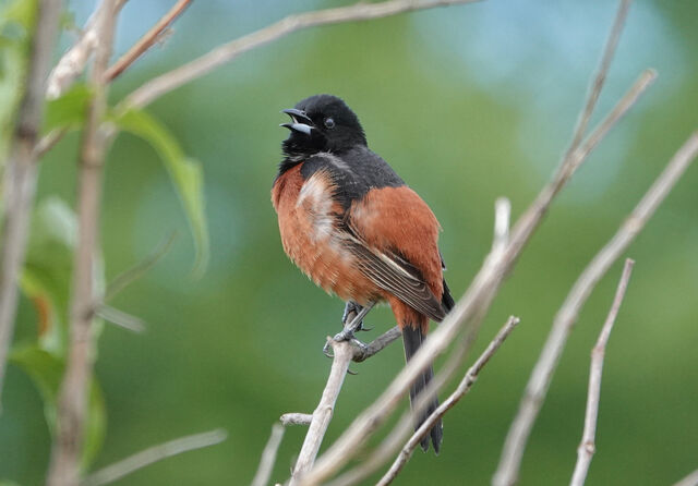 Orchard Oriole