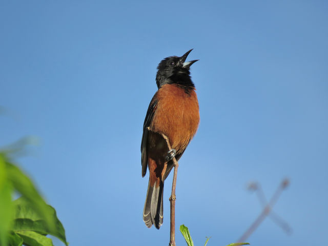 Orchard Oriole