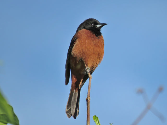 Orchard Oriole