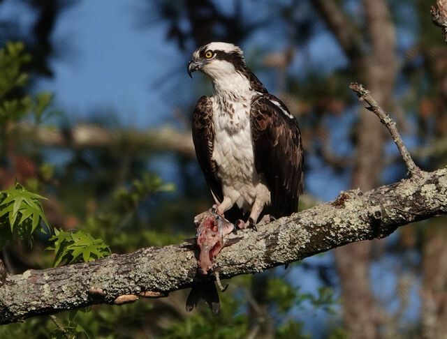 Osprey