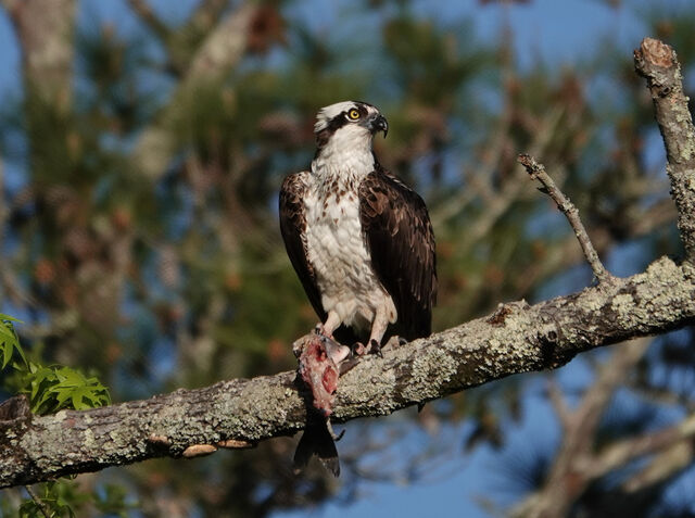 Osprey