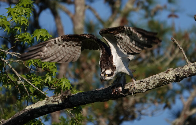 Osprey