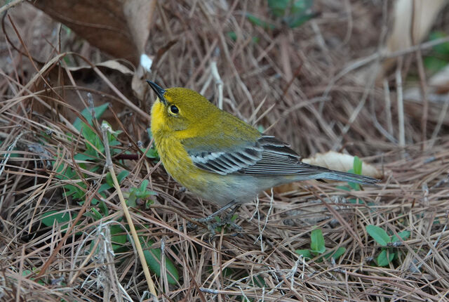 Pine Warbler