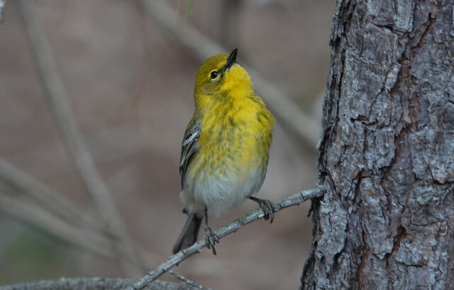 Pine Warbler