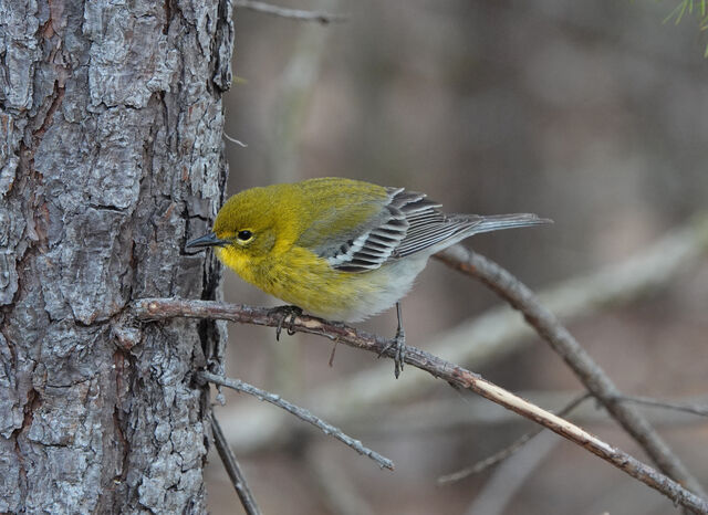 Pine Warbler