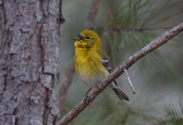 Pine Warbler