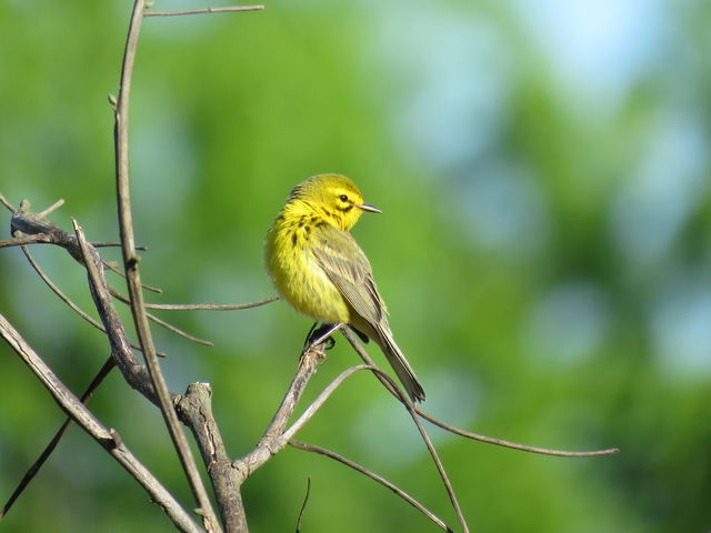 Prairie Warbler