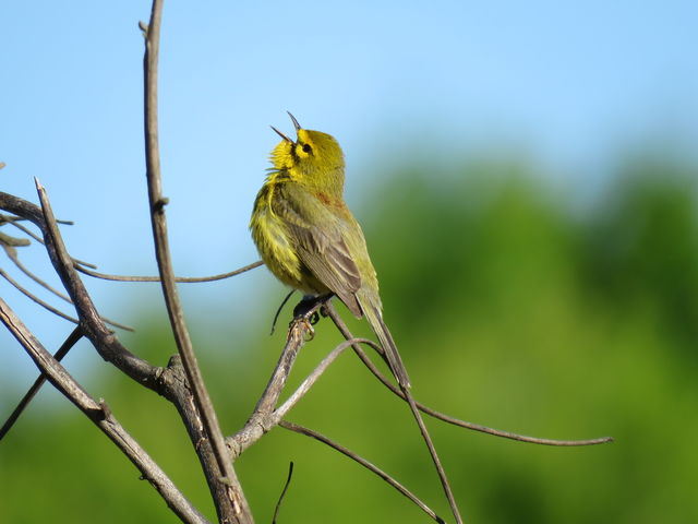 Prairie Warbler