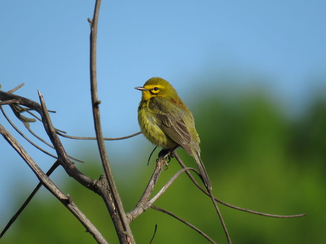 Prairie Warbler