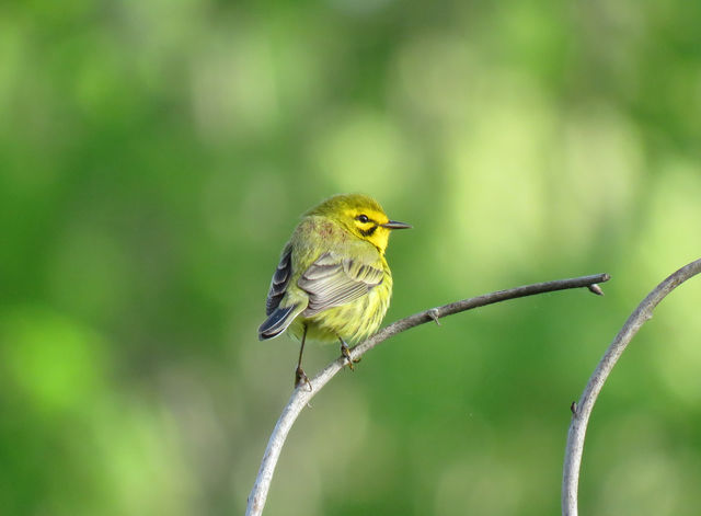 Prairie Warbler