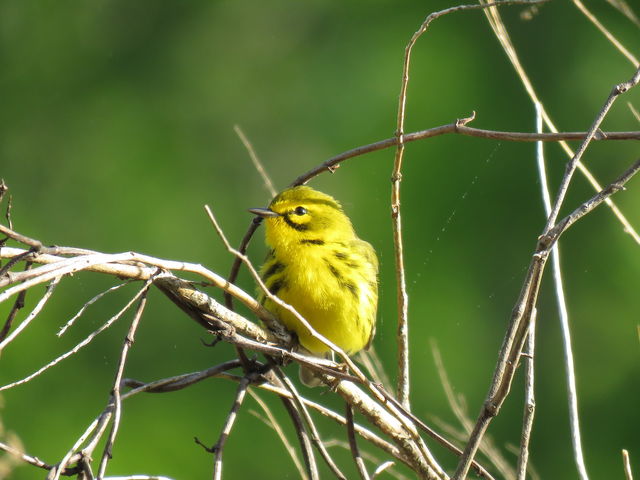 Prairie Warbler