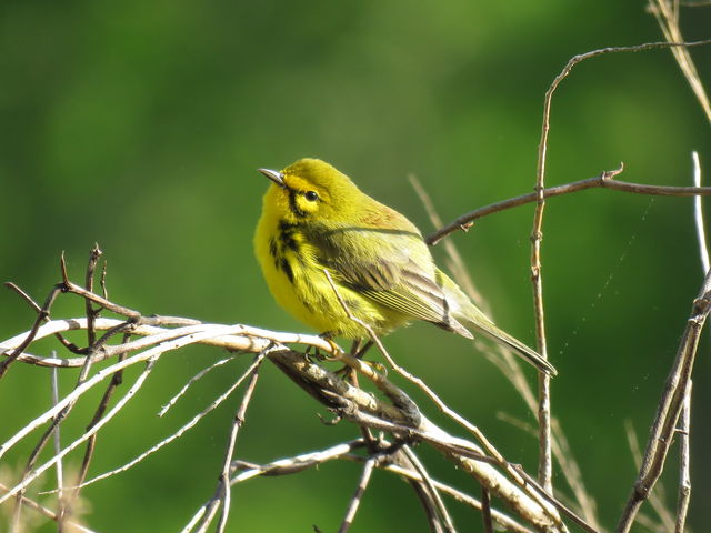 Prairie Warbler