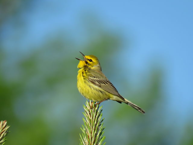 Prairie Warbler