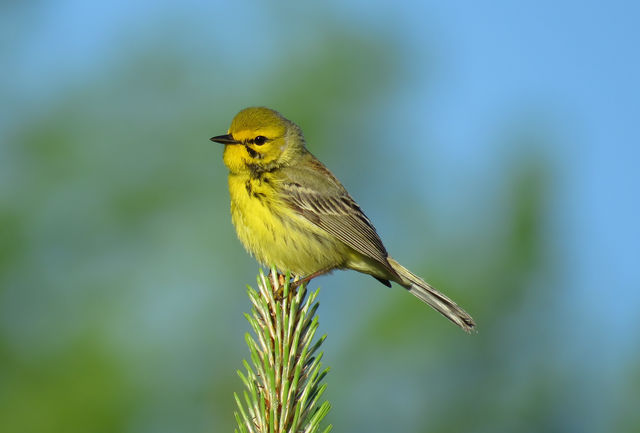 Prairie Warbler