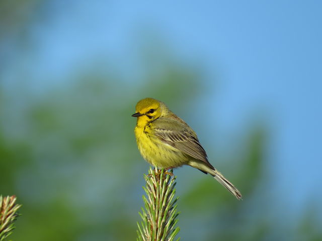 Prairie Warbler