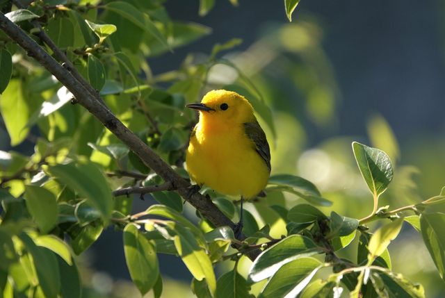 Prothonotary Warbler