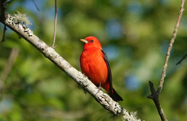 Scarlet Tanager